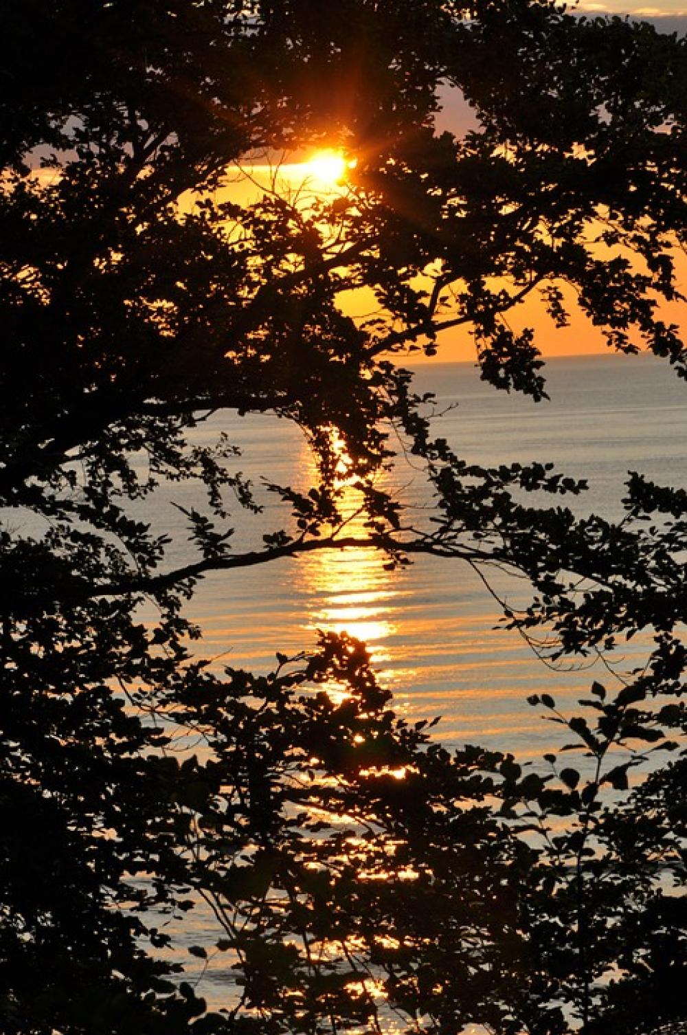 Sunset Sea Branches Evening Summer Sunset Sea Branches Evening Summer