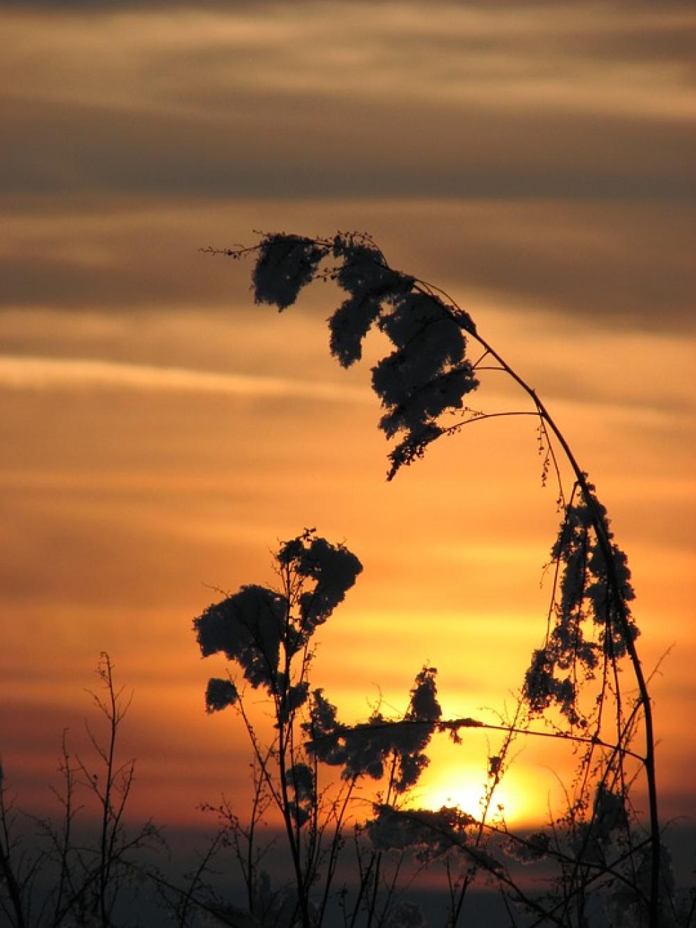 Sunset Plant Nature Dusk Light In The Evening Sunset Plant Nature Dusk Light In The Evening