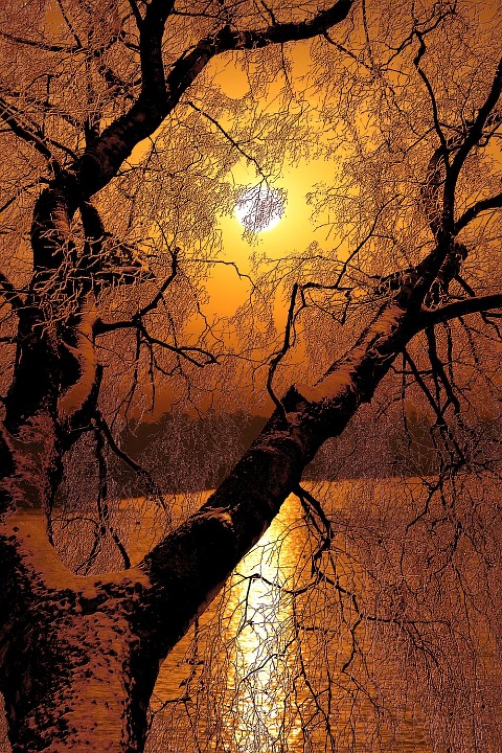 Sunset Tree Abendstimmung Landscape Silhouette Sunset Tree Abendstimmung Landscape Silhouette