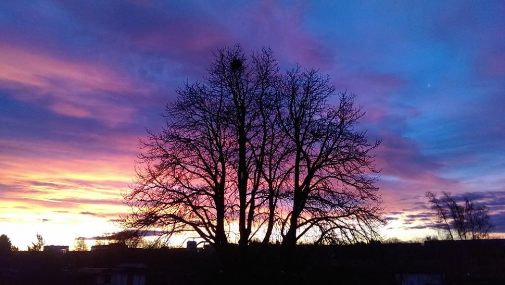 Sunset Trees Natural Spectacle Sky Spectacular Sunset Trees Natural Spectacle Sky Spectacular