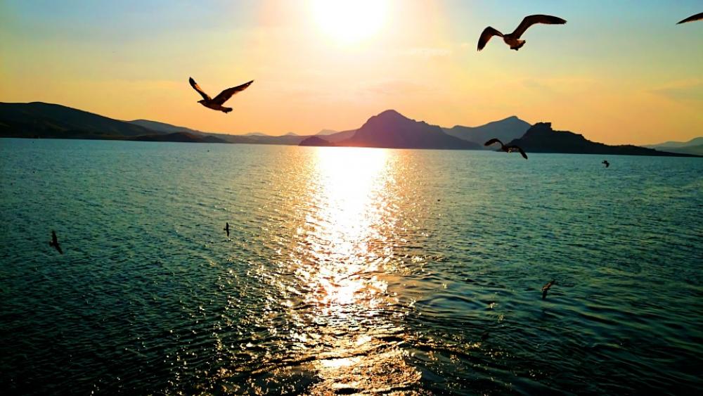 Sunset Gulls Ocean Sunset Gulls Ocean