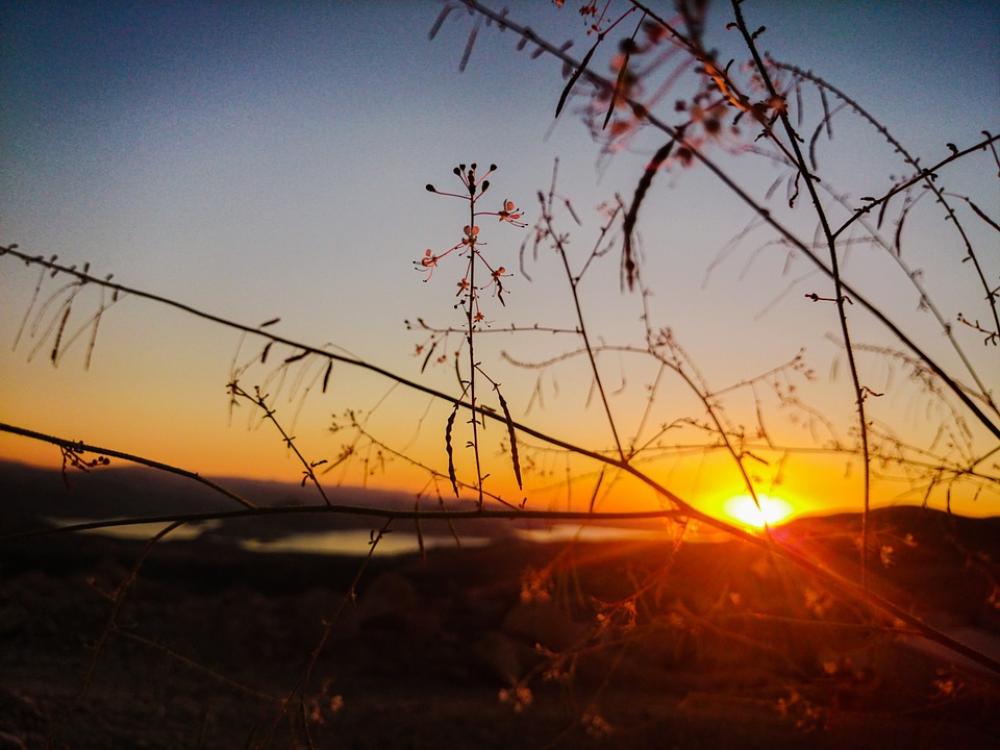 Sunset Branches Solar Sunset Branches Solar