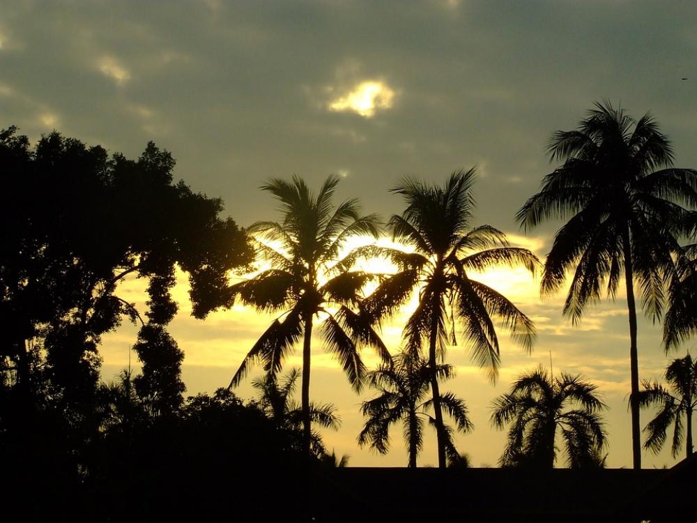 Sunset Coconut Tree Thailand Palms Dusk Tropical Sunset Coconut Tree Thailand Palms Dusk Tropical