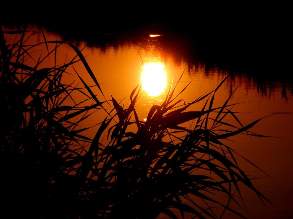 Sunset Sun Water Red Cane Orange Fire Sunset Sun Water Red Cane Orange Fire