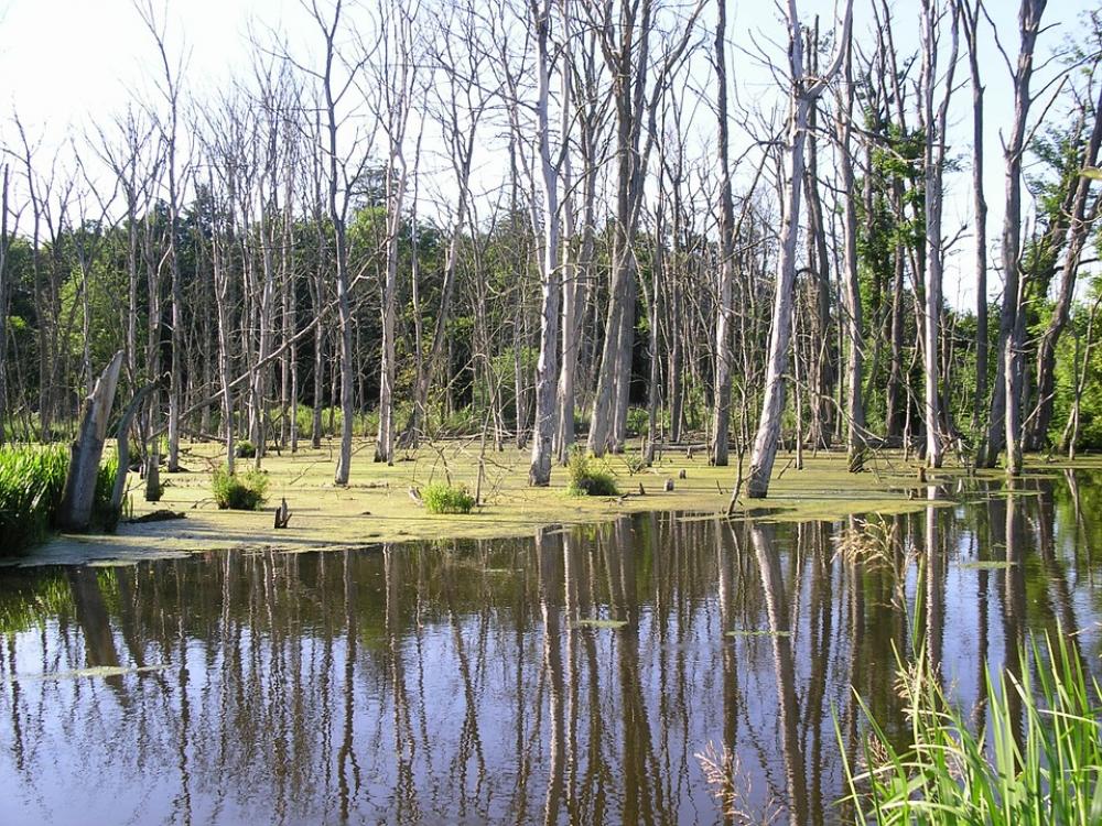 Swamp Trees Water Swamp Trees Water