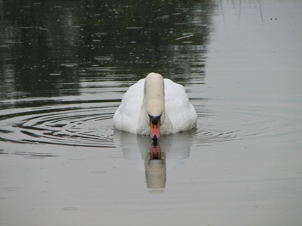 Swan Bird Lake Pond Swans Animals Swan Bird Lake Pond Swans Animals