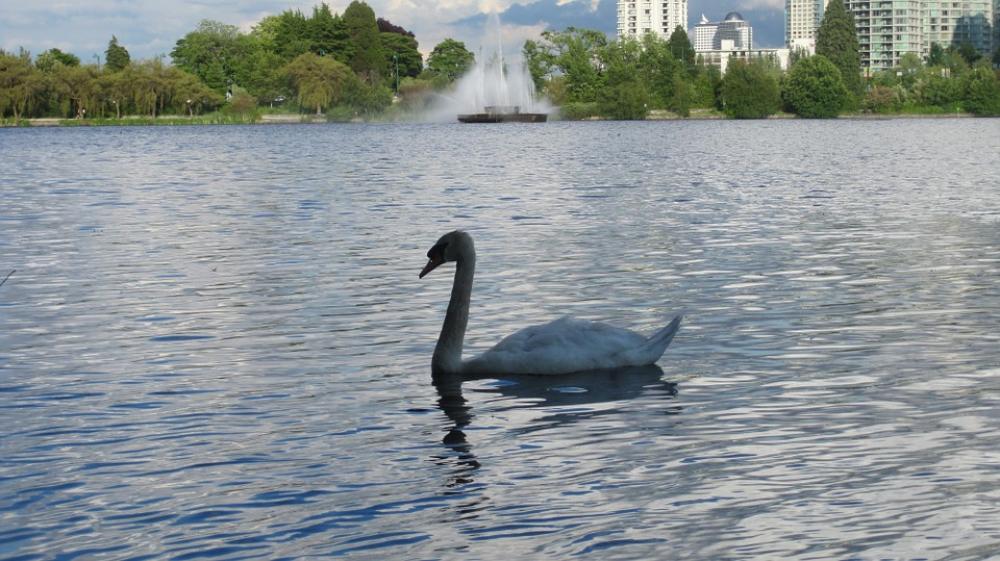Swan Lake Vancouver Stanley Park Nature Canada Swan Lake Vancouver Stanley Park Nature Canada