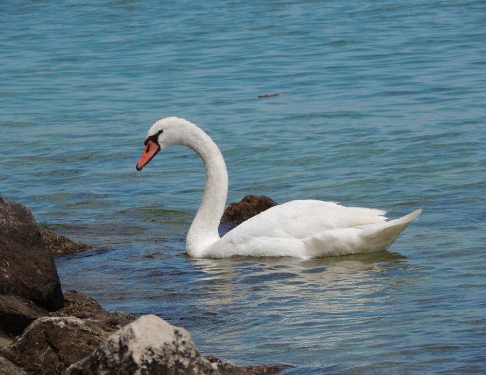 Swan Water Bird Lake Sea Surface Beach Rock Swan Water Bird Lake Sea Surface Beach Rock
