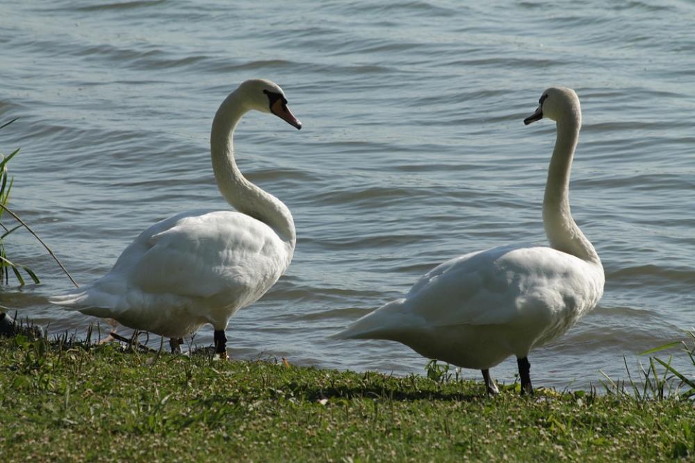 Swan Birds Nature Swan Birds Nature