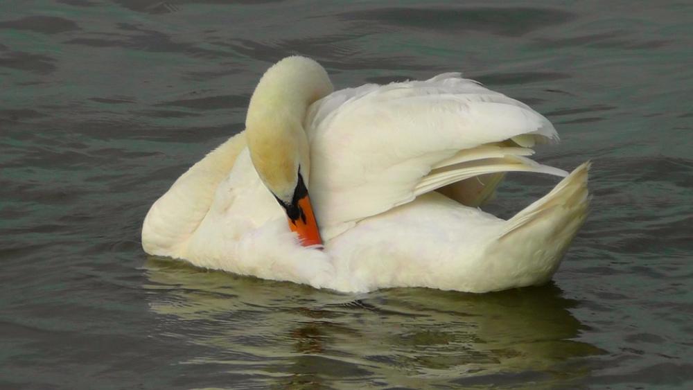 Swan Bird Water Bird Weis Animal Swans Water Swan Bird Water Bird Weis Animal Swans Water