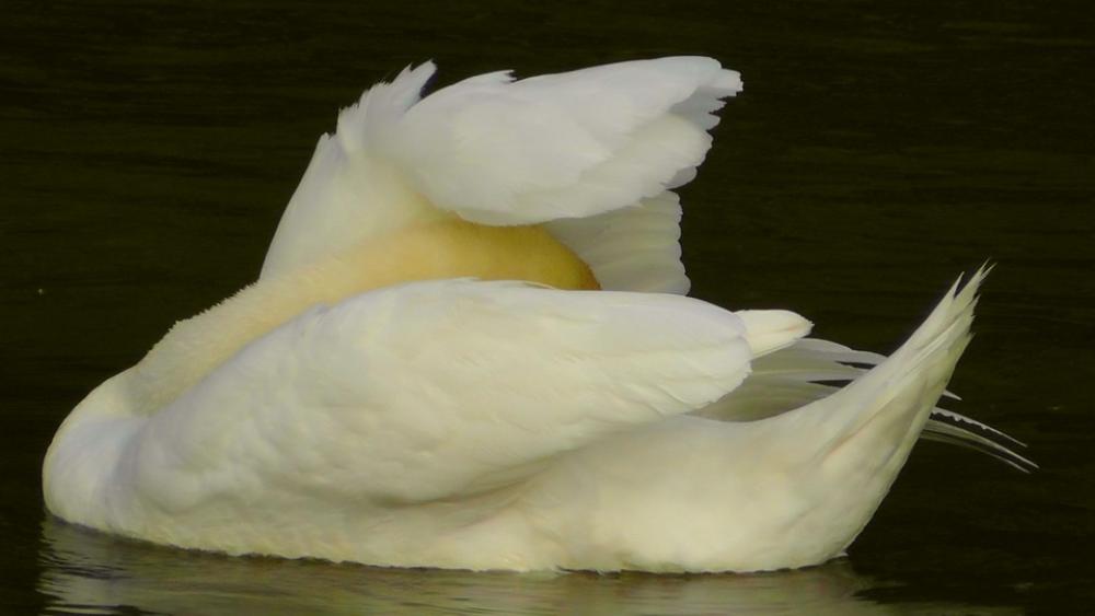 Swan Swans Water Waters Gooseneck Animal World Swan Swans Water Waters Gooseneck Animal World