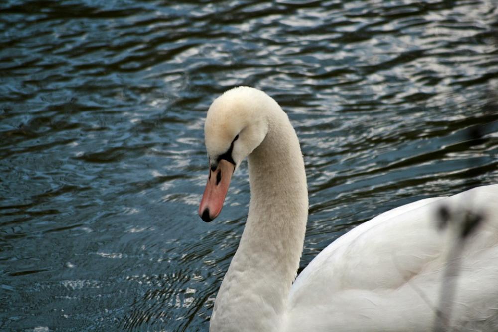Swan Plumage Water Animal World Duck Bird Swans Swan Plumage Water Animal World Duck Bird Swans