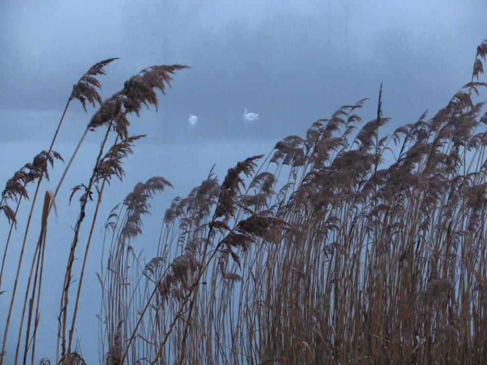 Swan Swan Family Pond Wild Life Reed Sea Grass Swan Swan Family Pond Wild Life Reed Sea Grass