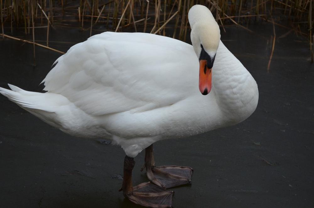Swan Mute Swan Lake Waters Swan Mute Swan Lake Waters