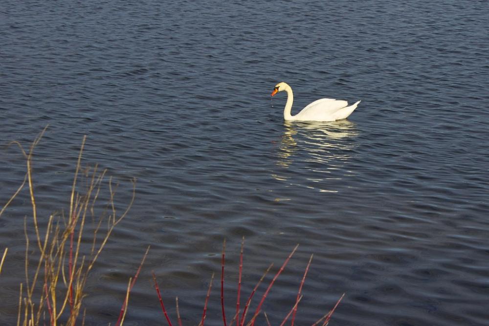 Swan Lake Animal Bird Nature Water Bird Swan Lake Animal Bird Nature Water Bird