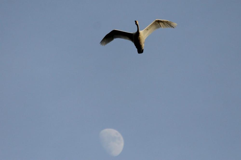 Swan Bird Moon Sky Swan Bird Moon Sky