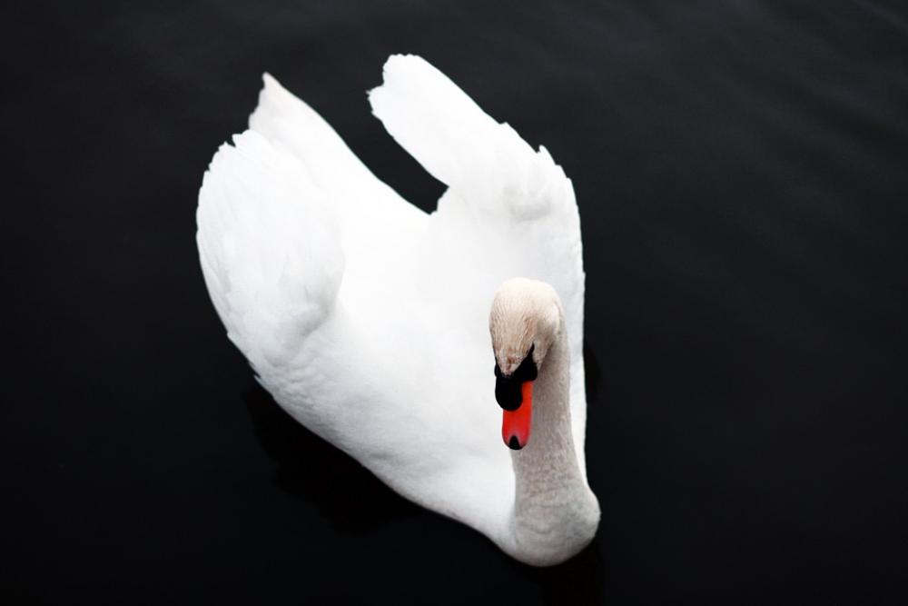 Swan Bird Nature Animal Fauna Ave Animals Wings Swan Bird Nature Animal Fauna Ave Animals Wings