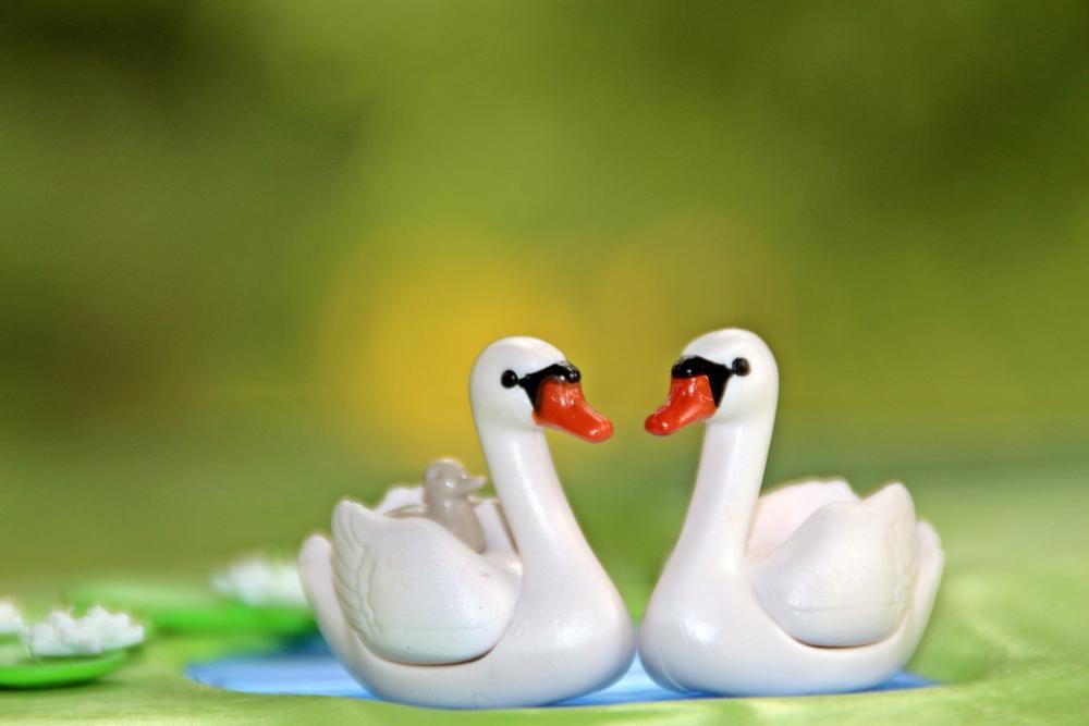 Swan Swans Pond Bill Water Park Lake Bird Swim Swan Swans Pond Bill Water Park Lake Bird Swim