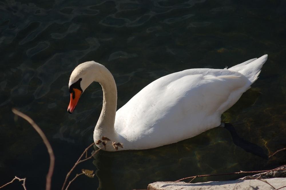 Swan Swans Nature Fauna Swan Swans Nature Fauna