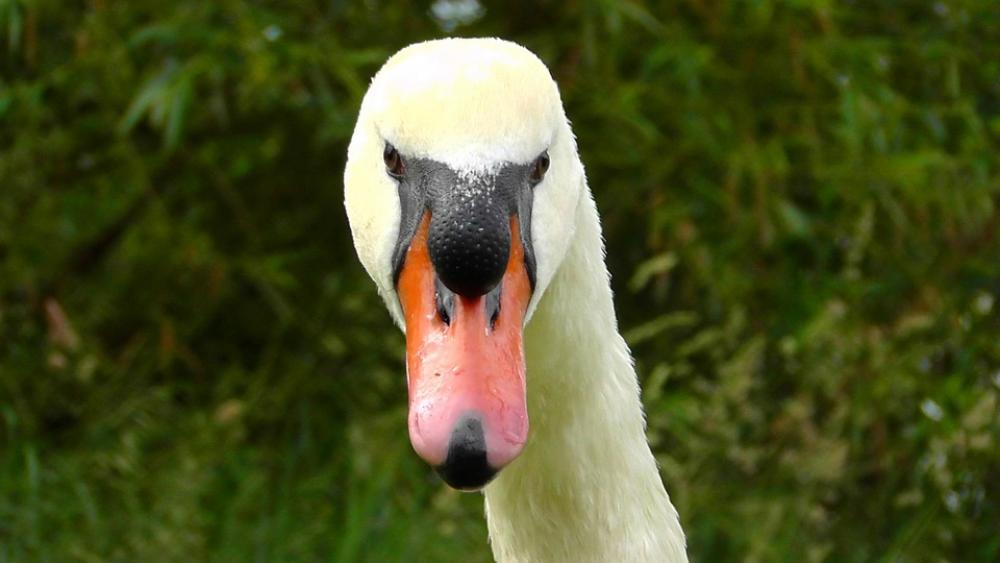 Swan Head Swan View Close Up Bill Bird Birds Swan Head Swan View Close Up Bill Bird Birds
