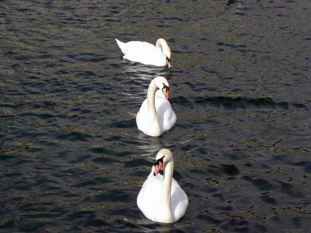 Swans Lake Water Zurich Swans Lake Water Zurich