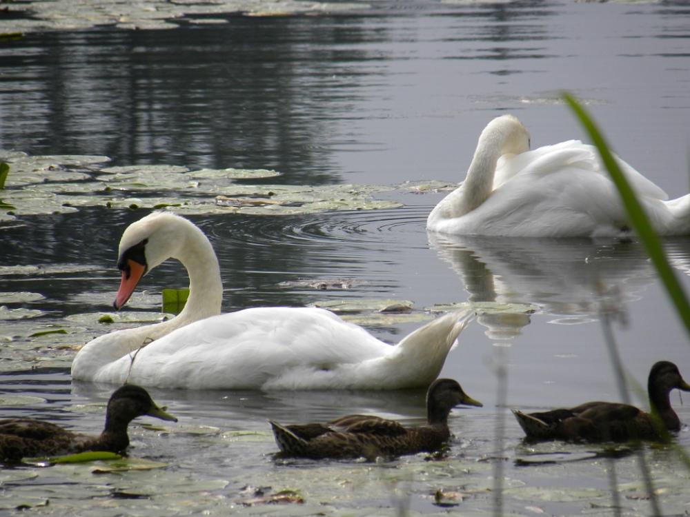 Swans Pond Water Animal White Swan Swan Family Swans Pond Water Animal White Swan Swan Family