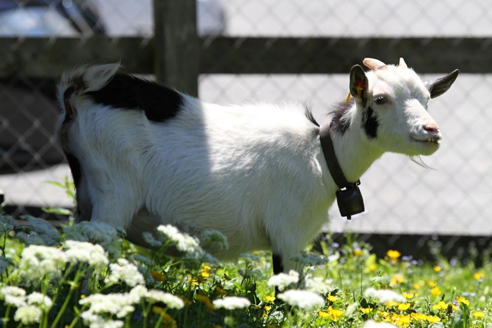 Switzerland Goat Animal Mountain Nature Landscape Switzerland Goat Animal Mountain Nature Landscape