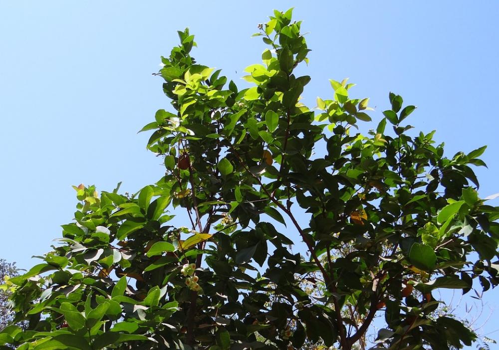 Syzygium Jambos Tree Rose Apple Fruit Tropical Syzygium Jambos Tree Rose Apple Fruit Tropical
