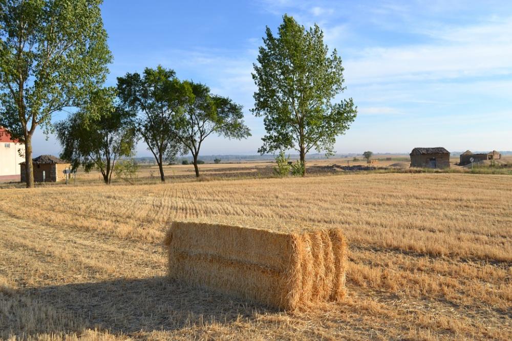 Tamara Fields Palencia Cornfield Tamara Fields Palencia Cornfield