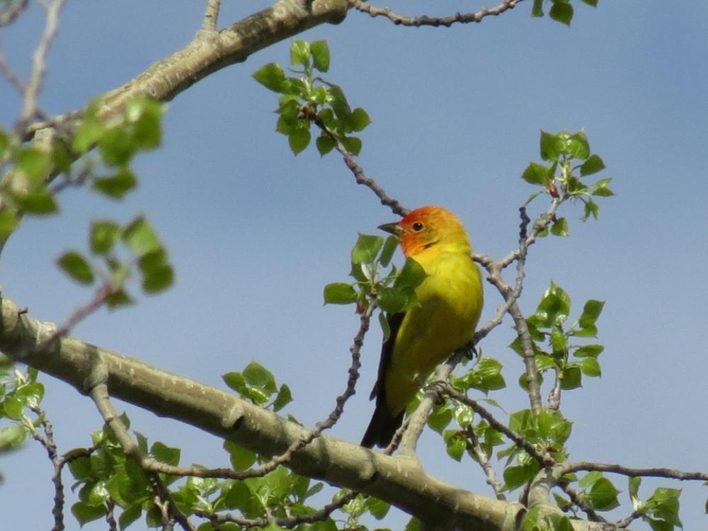 Tanager Spring Bird British Columbia Nature Tanager Spring Bird British Columbia Nature