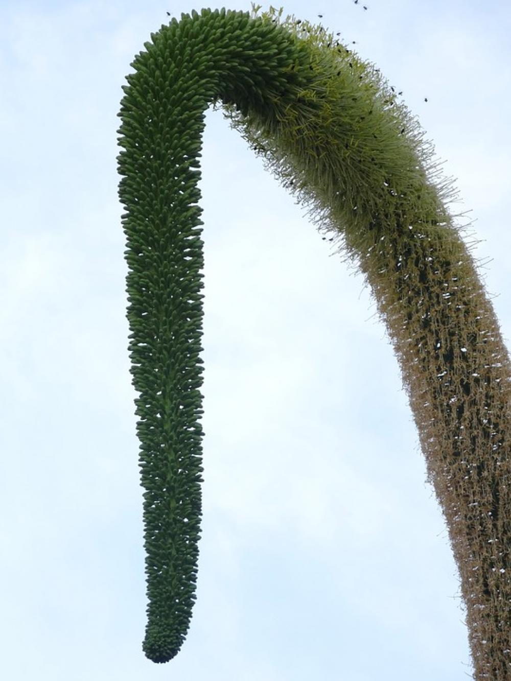 Tassel Plant Nature Curve Tassel Plant Nature Curve