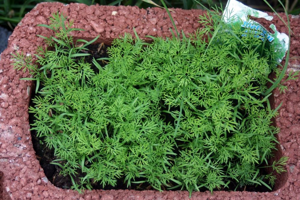 Tea Flower Garden Sowing Grow Spring Bucket Dill Tea Flower Garden Sowing Grow Spring Bucket Dill
