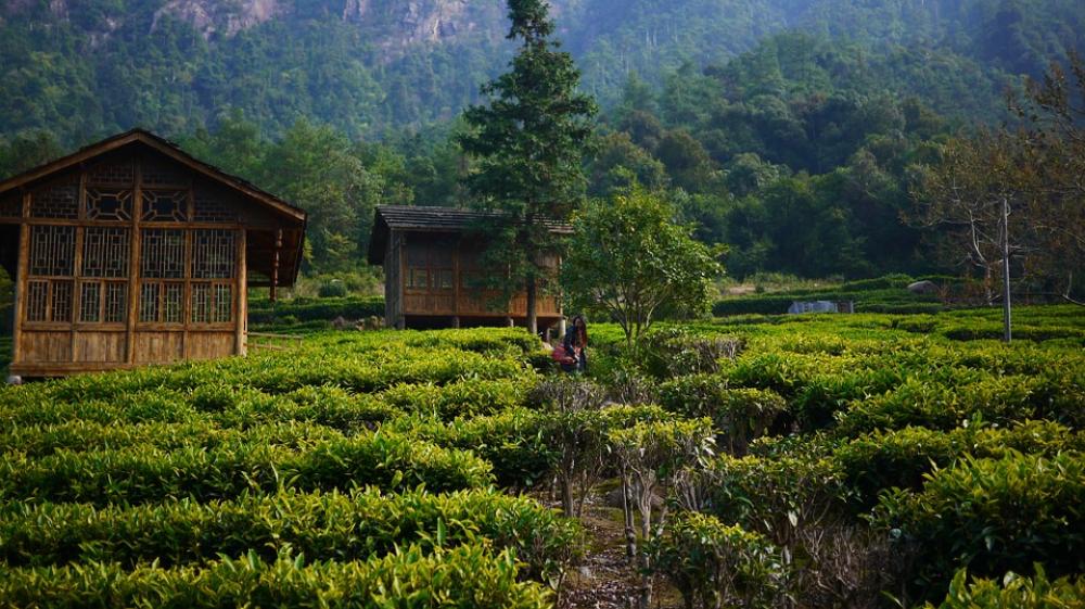 Tea Garden Hillside Tea House Tea Garden Hillside Tea House
