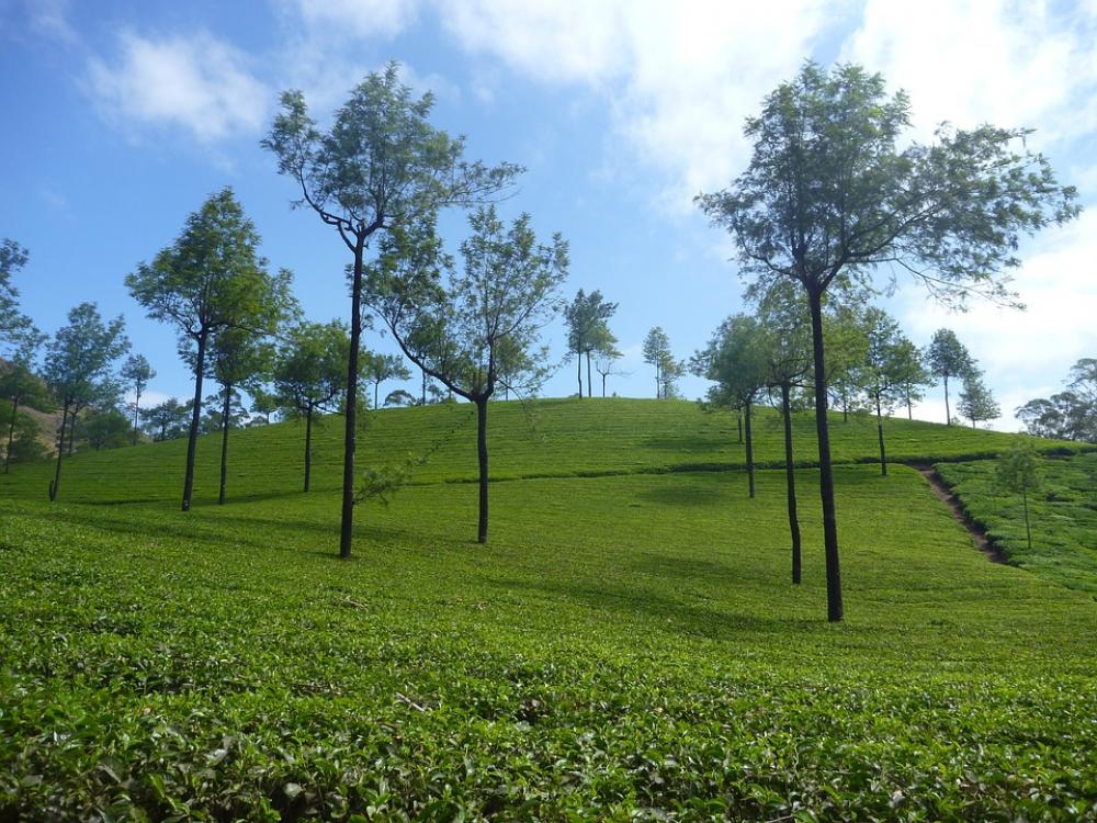 Tea Plantation Plantation Landscape Tree Green Tea Plantation Plantation Landscape Tree Green