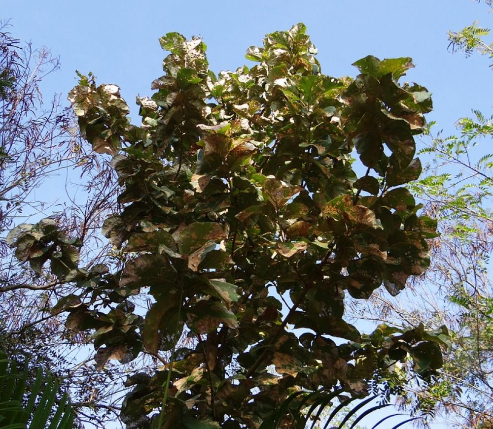 Tectona Grandis Teak Tree Deciduous Broad-Leaved Tectona Grandis Teak Tree Deciduous Broad-Leaved