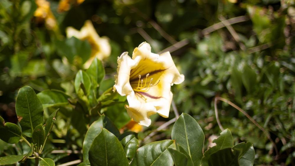 Tenerife Nature Flower Blossom Bloom Tenerife Nature Flower Blossom Bloom