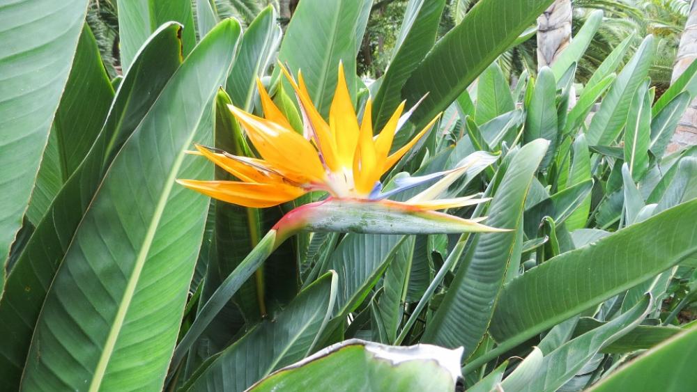 Tenerife Nature Flower Blossom Bloom Tenerife Nature Flower Blossom Bloom