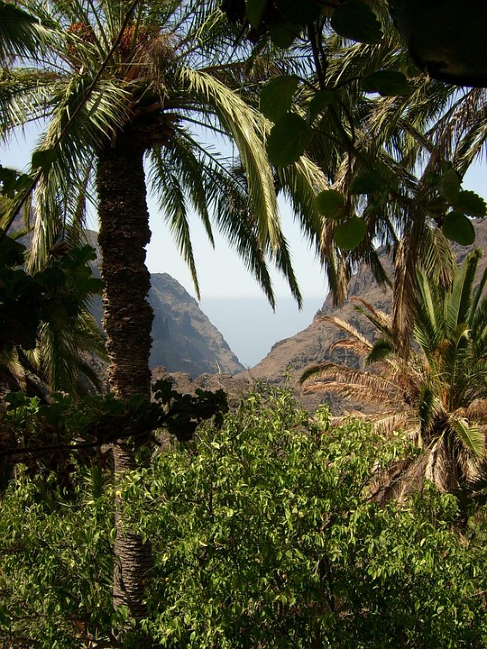 Tenerife Nature Canary Islands Tenerife Nature Canary Islands