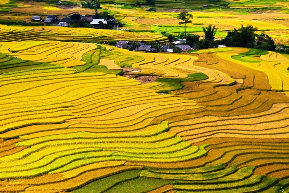 Terraced Fields Cang Chai District Yen Bai Terraced Fields Cang Chai District Yen Bai