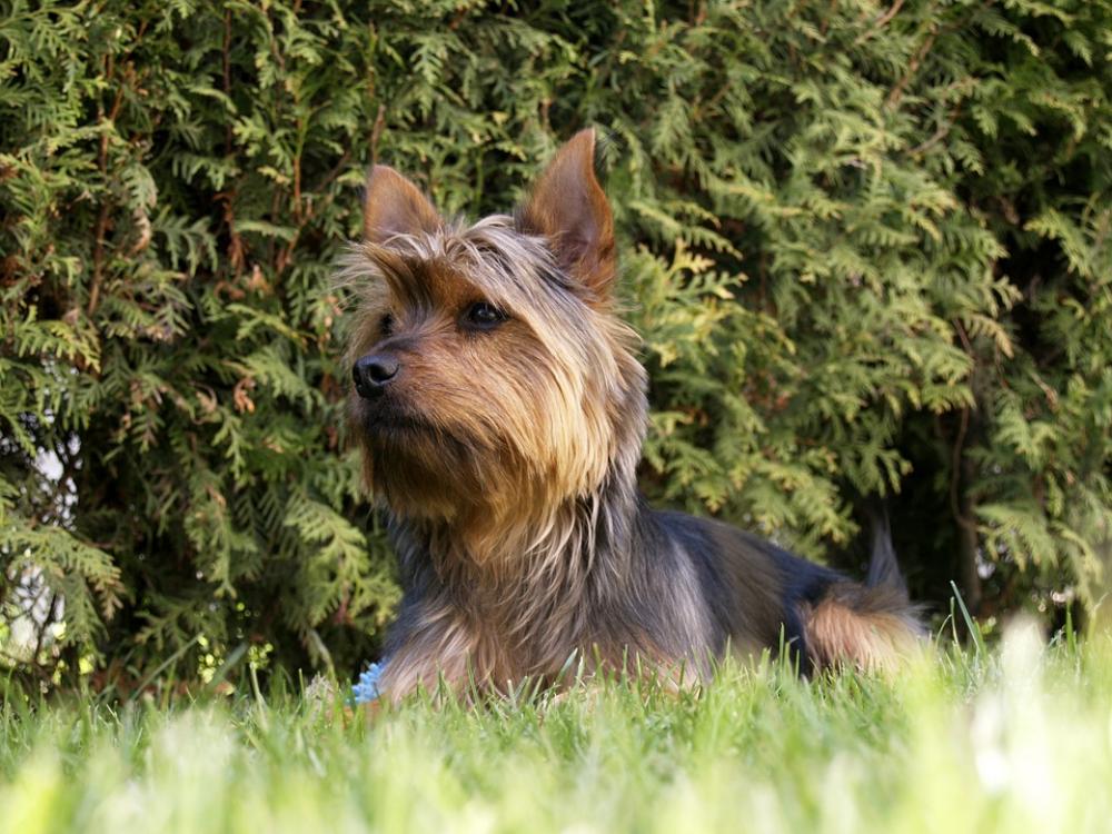 Terrier Dog Small Puppy Canine Pet Lying Grass Terrier Dog Small Puppy Canine Pet Lying Grass
