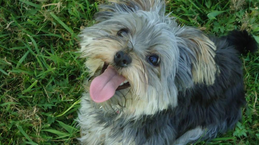 Terrier Dog Sweet Small Scrubby Pet Tongue Terrier Dog Sweet Small Scrubby Pet Tongue