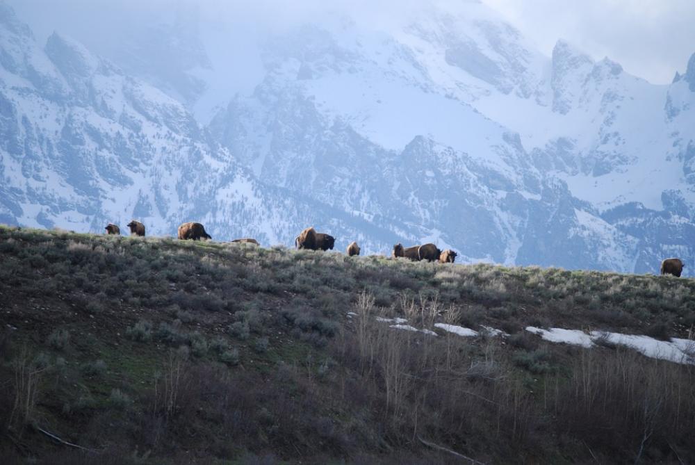 Teton Grand Tetons Wyoming Grand Teton National Park Teton Grand Tetons Wyoming Grand Teton National Park