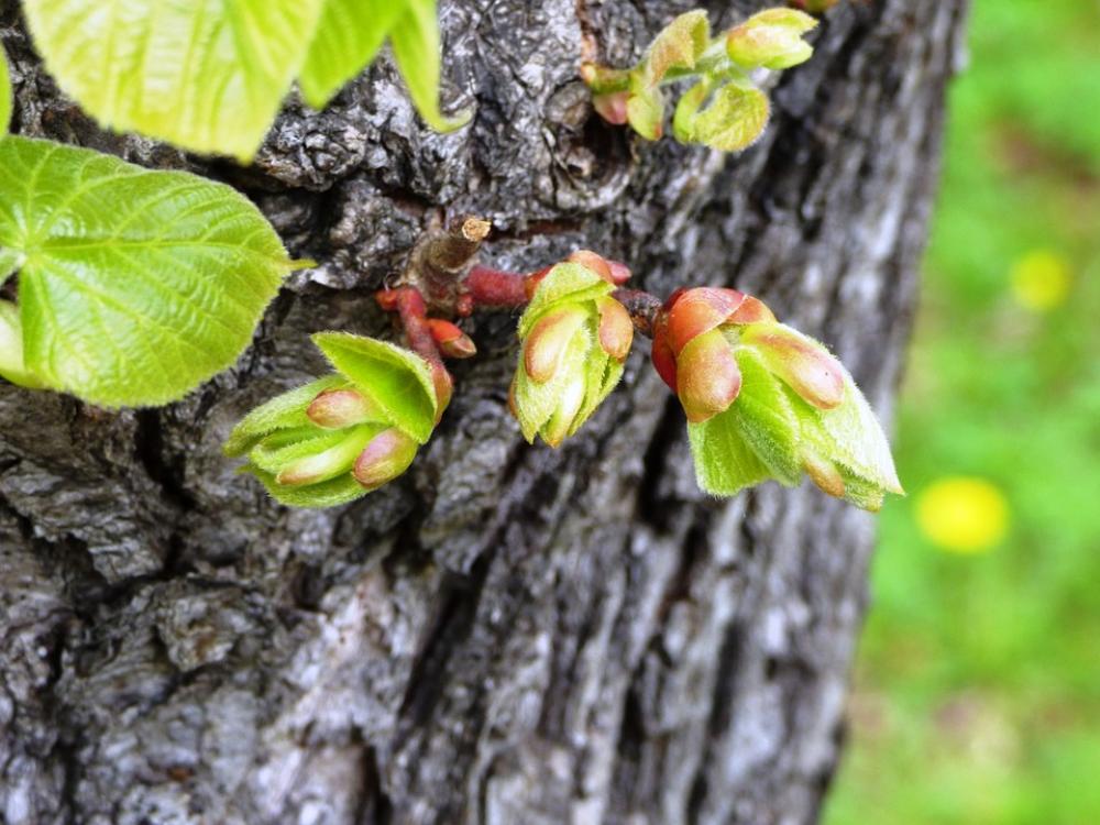 The Buds Nature Bud Spring Blooms Bloom Green The Buds Nature Bud Spring Blooms Bloom Green