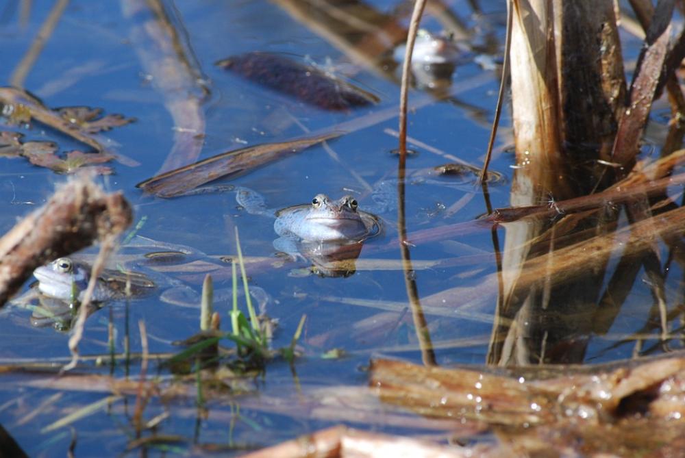 The Frog Nature Pond Water Animal The Frog Nature Pond Water Animal
