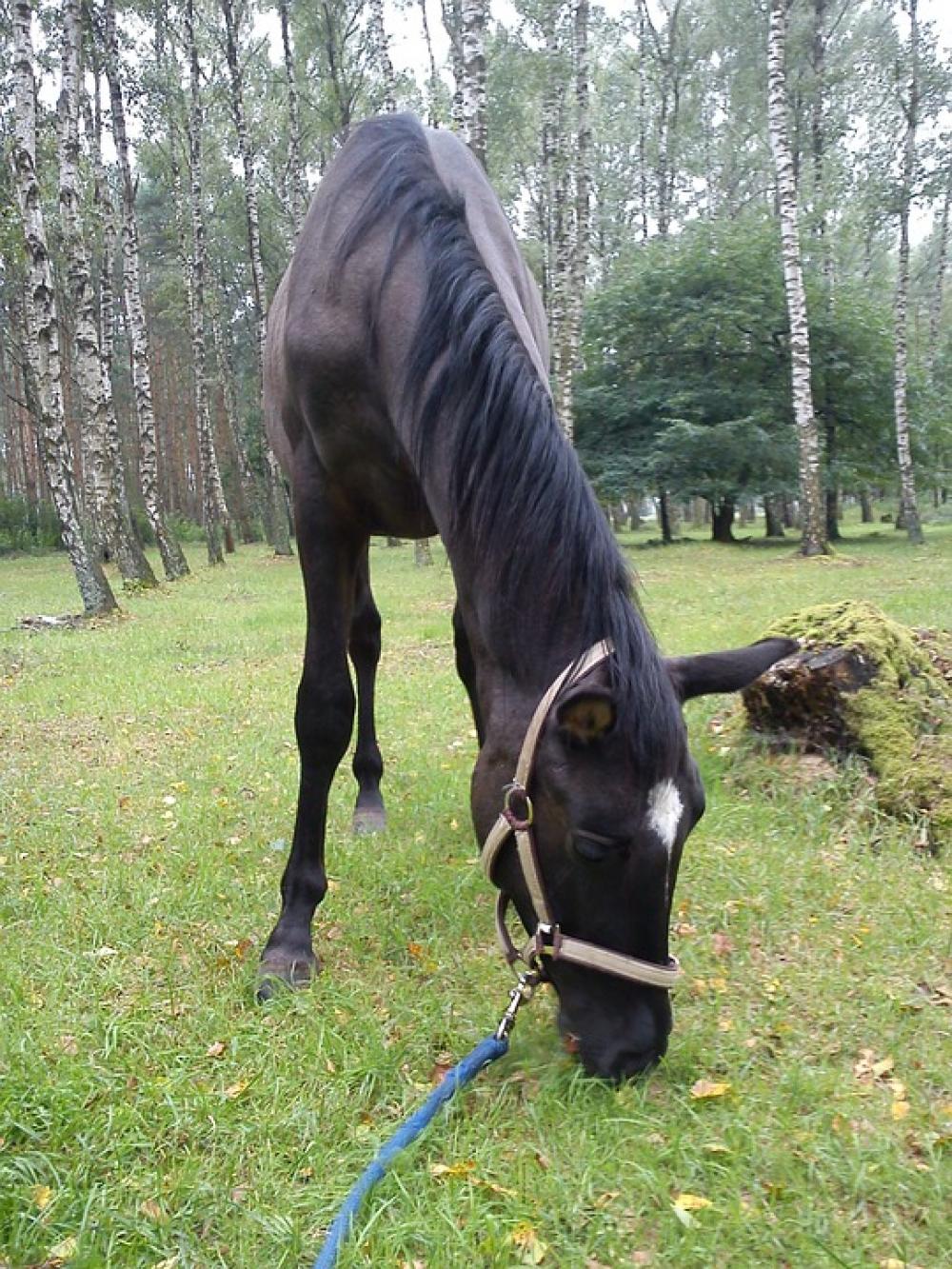 The Horse Horses Offspring Colt Horse Black The Horse Horses Offspring Colt Horse Black