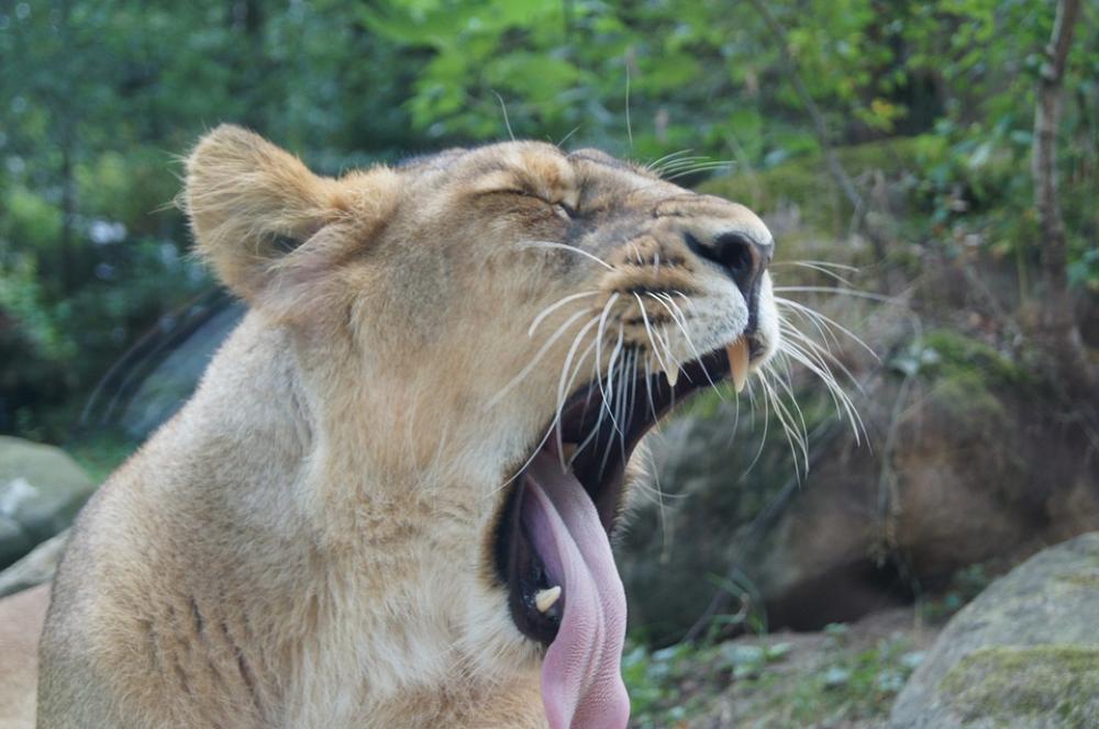 The Lioness Lion Animals Zoo The Lioness Lion Animals Zoo