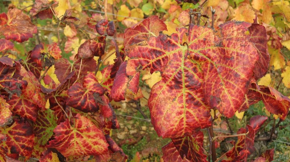 The Slopes Of Corton In The Fall Vines Vine Leaves The Slopes Of Corton In The Fall Vines Vine Leaves