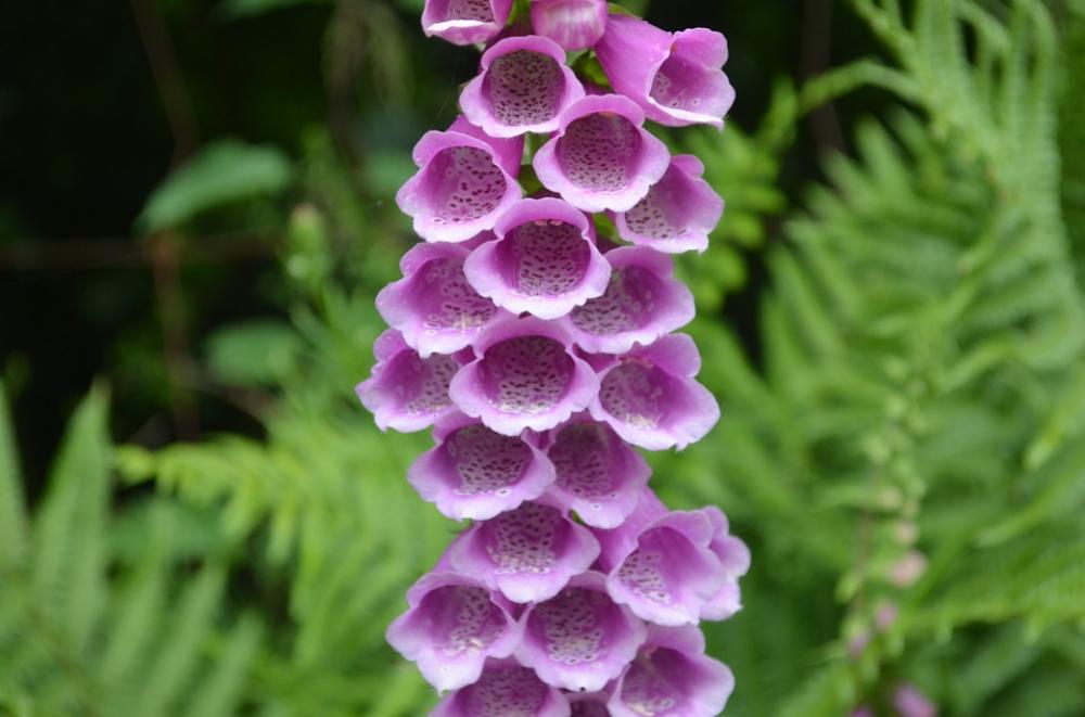 Thimble Flower Toxic Common Foxglove Digitalis Thimble Flower Toxic Common Foxglove Digitalis