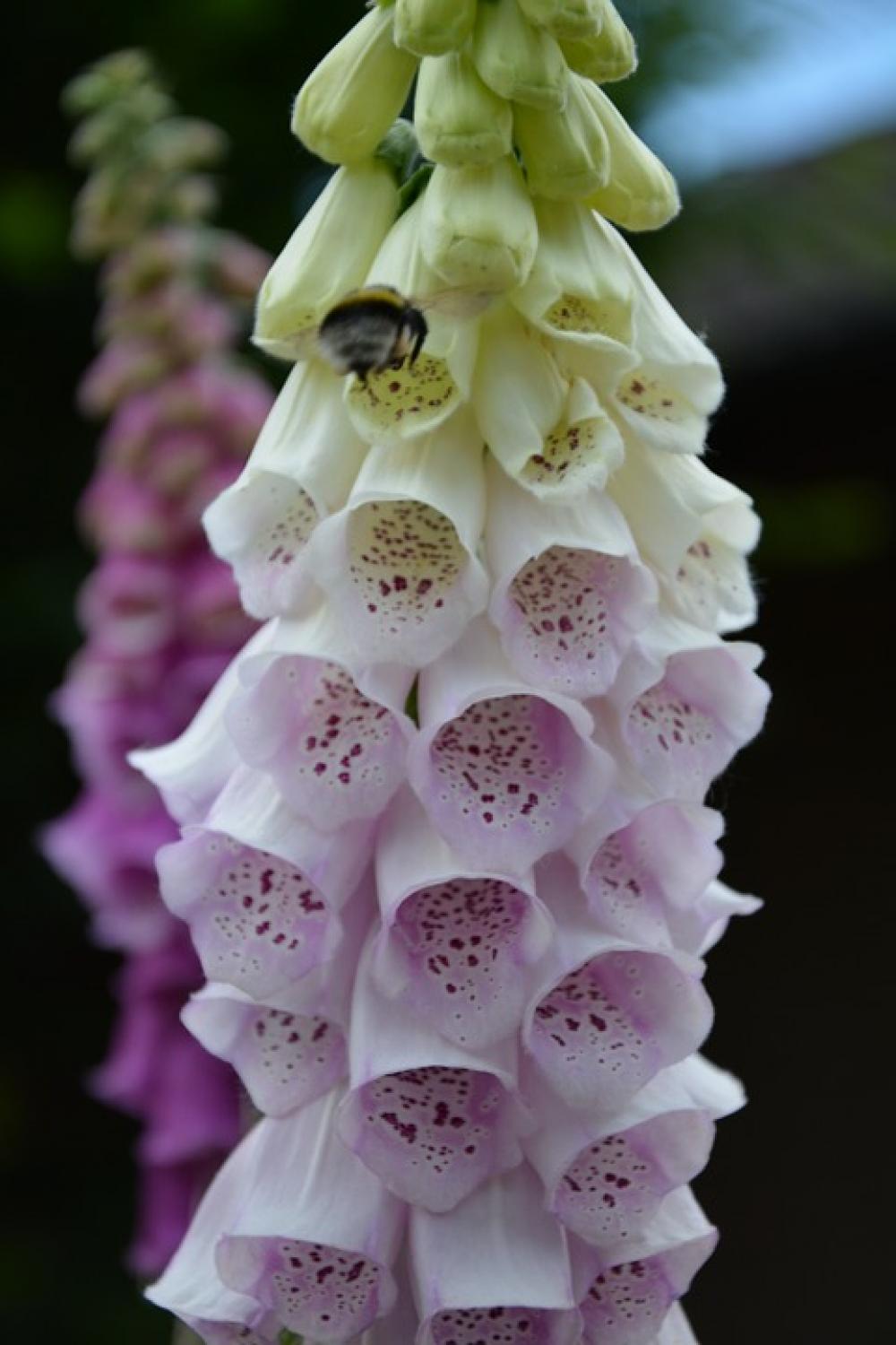 Thimble Blossom Bloom Medicinal Plant Toxic Thimble Blossom Bloom Medicinal Plant Toxic