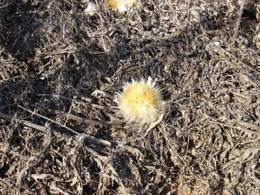 Thistle Flower Drought Brown Thistle Flower Drought Brown